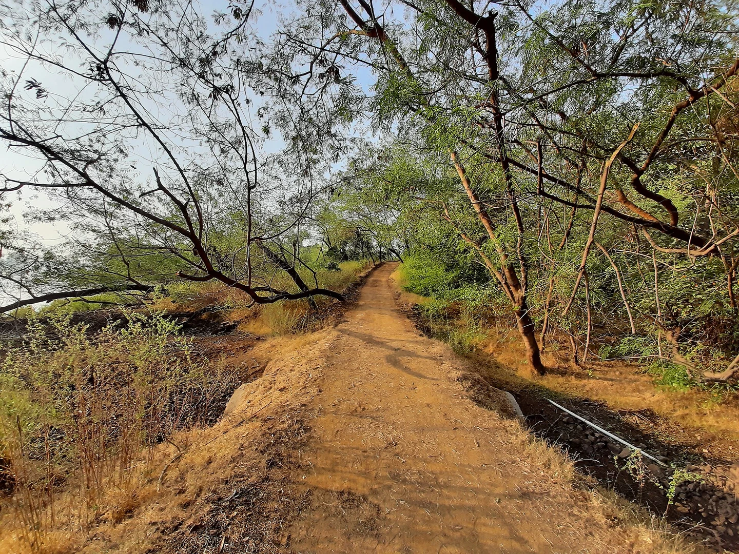 भारत में हरियाली के बीच cycling track